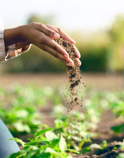 Phosphate Fertilizer & Phosphoric Acid